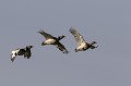  outarde canepetière, tetrax tetrax, oiseau, plaine, vertébré, France 