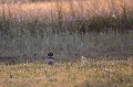  outarde canepetière, tetrax tetrax, oiseau, plaine, vertébré, France 