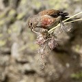  oiseau, bird, France, Vertébré, fringillidés 