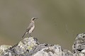 Mâle adulte en plumage d'automne France, montagne, oiseau, bird, vertébré, trucidés 