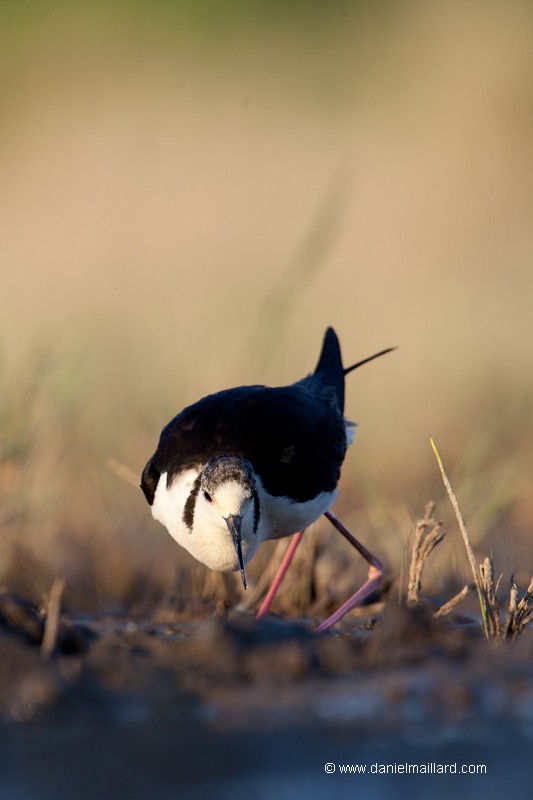 échasse blanche imitant un animal blessé à l'arrivée d'une aigrette près du nid