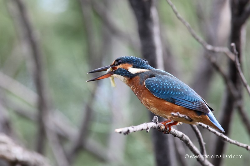 martin-pêcheur d'Europe après la pêche