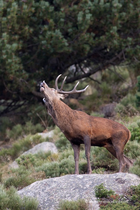 cerf bramant tel un loup hurlant