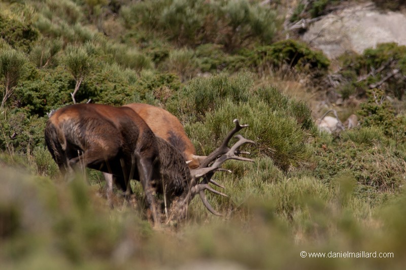combat de cerfs