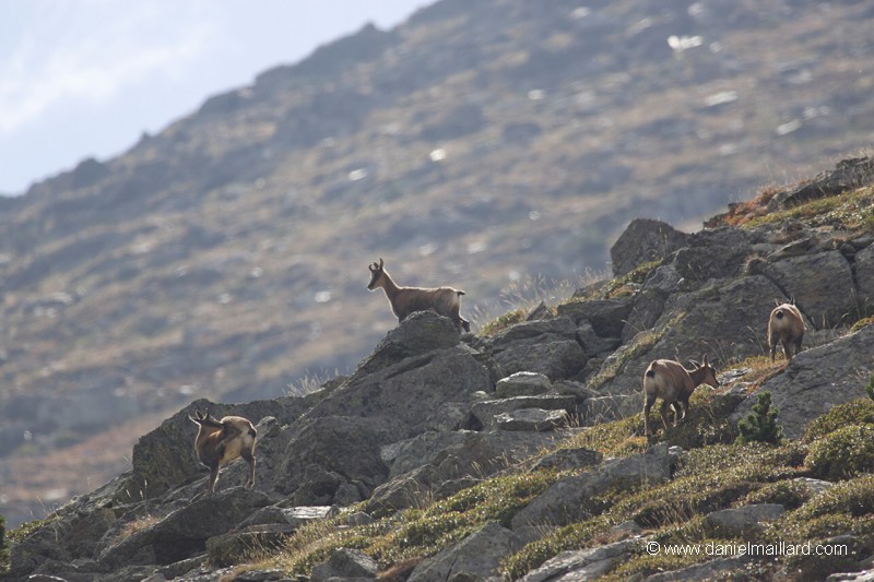 jeunes isards dans les Pyrénées