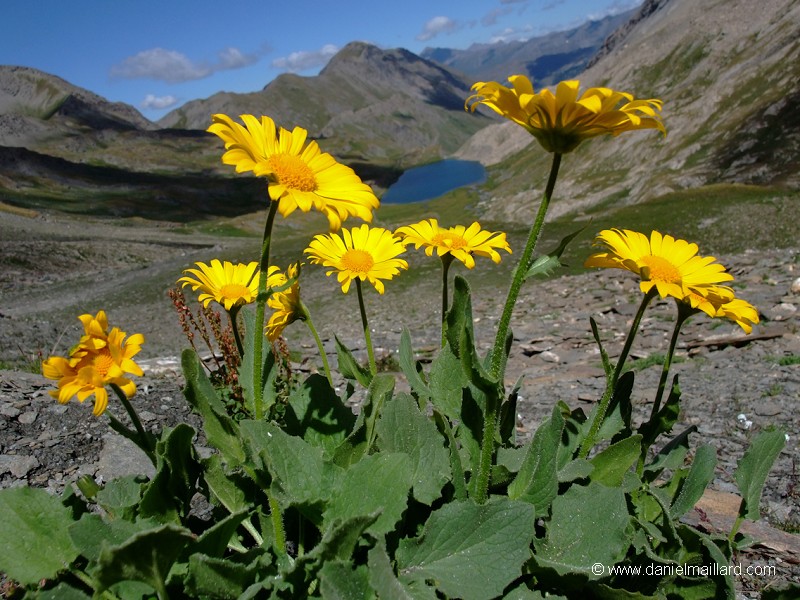 la doronic à grandes fleurs (Doronicum grandiflorum)