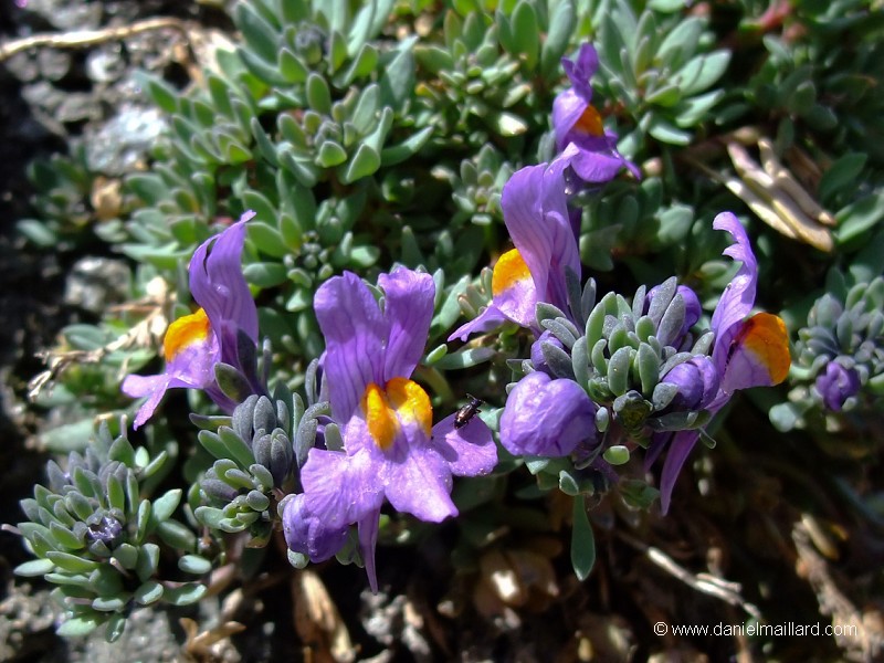 la linaire des Alpes (Linaria alpina)