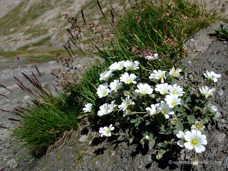 le céraiste à larges feuilles (Cerastium latifolium)