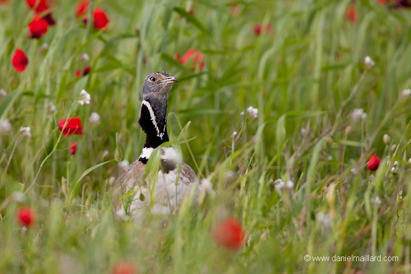 Outarde canepetière mâle