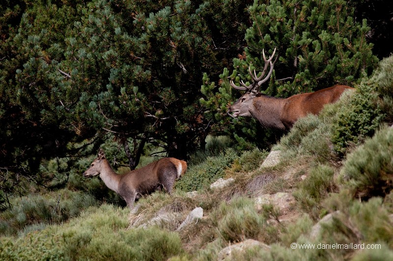 cerf et biche