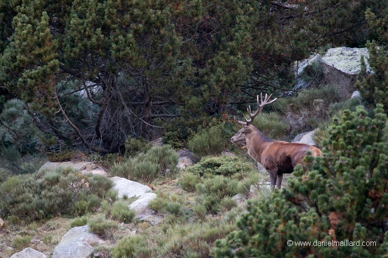cerf à l'écoute