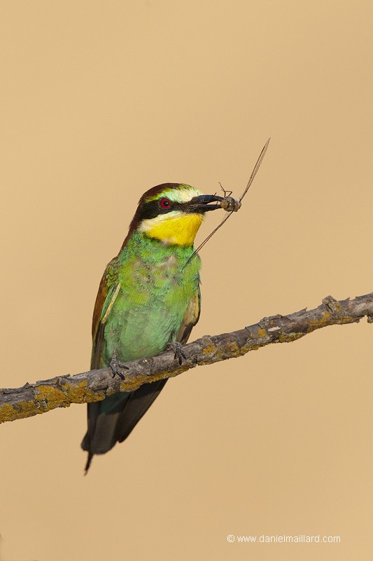 guépier d'Europe (Merops apiaster)