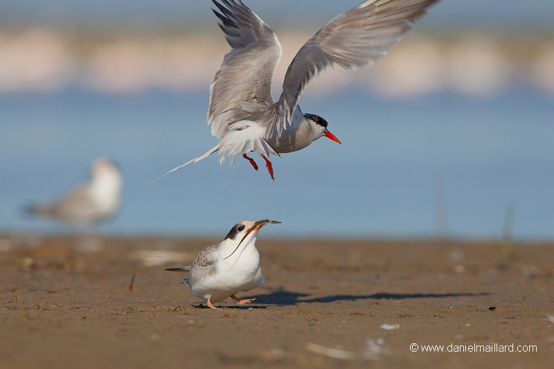 la sterne pierregarin (Sterna hirundo) - nourrissage d'un jeune