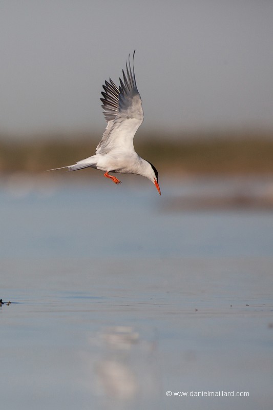 la sterne pierregarin (Sterna hirundo) en vol stationnaire de pêche