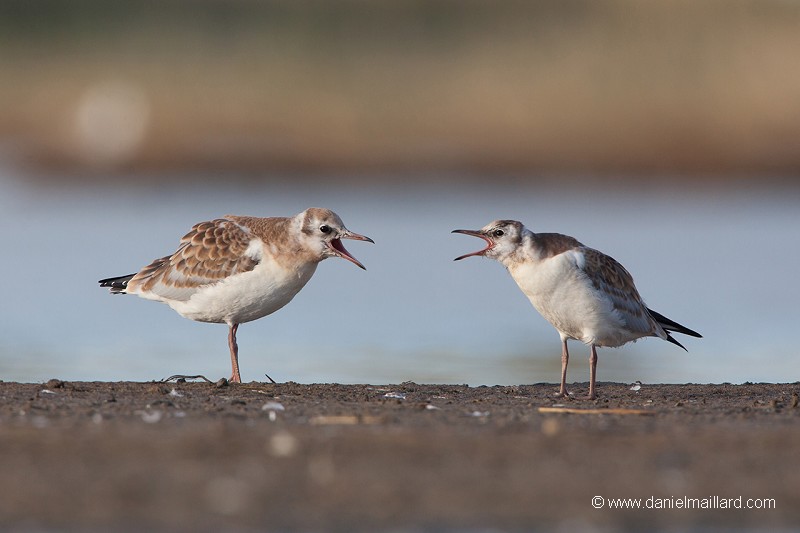 la mouette rieuse (chroicophalus ridibundus)