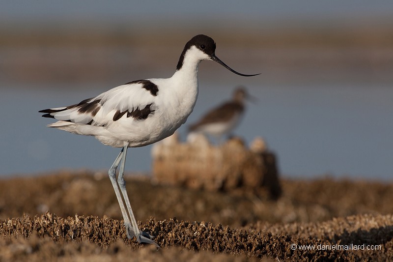 l'avocette élégante (Recuvirostra avocette)