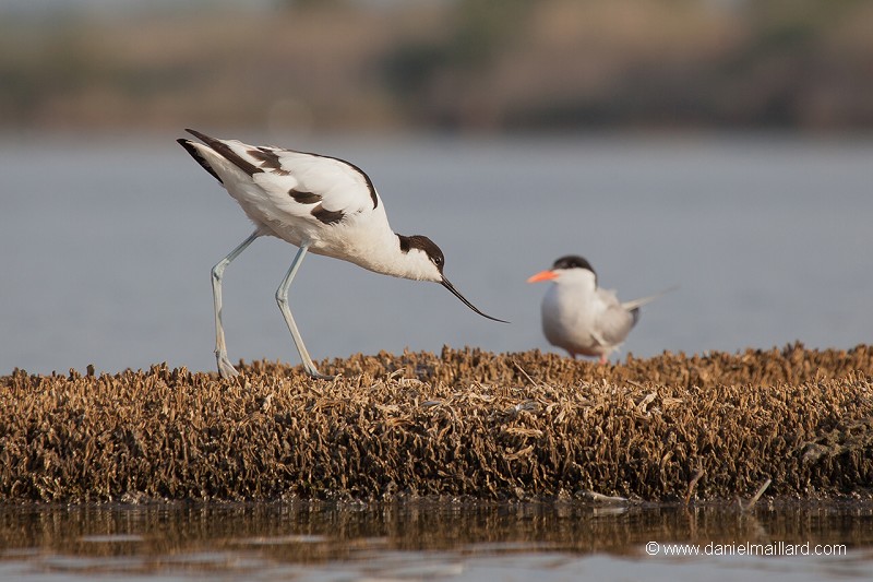 l'avocette élégante (Recuvirostra avocette)