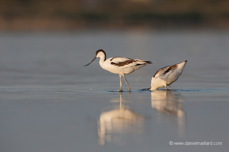 Couple dl'avocette élégante (Recuvirostra avocette)
