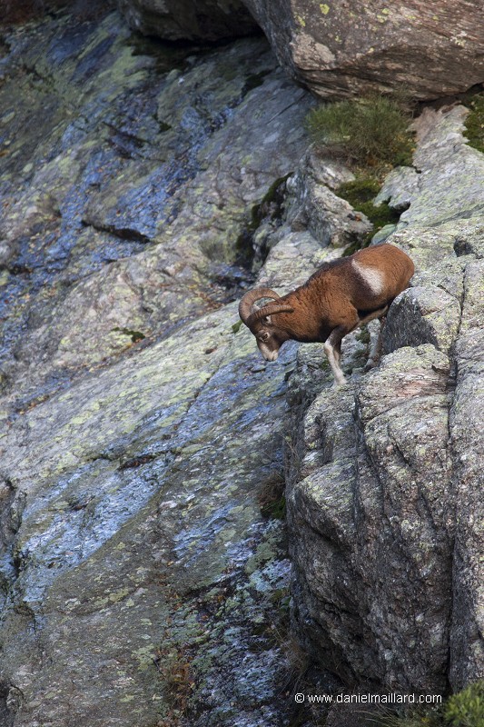 Mouflon mâle près à sauter une cascade