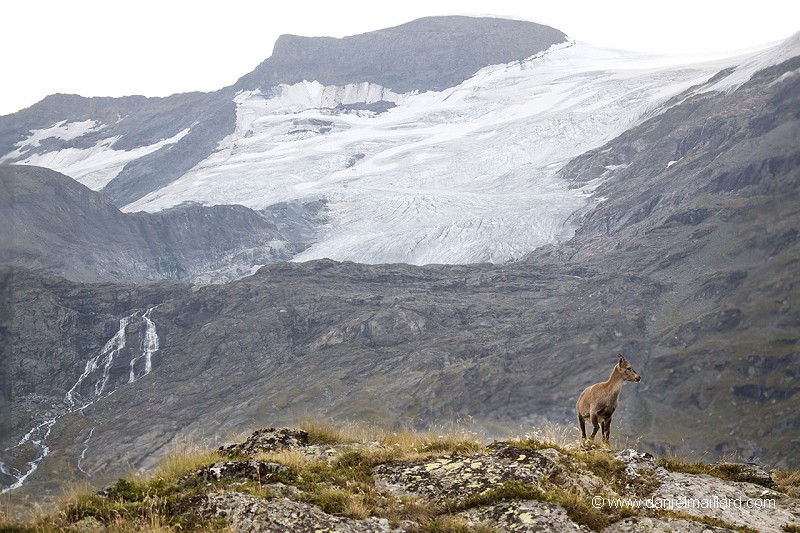jeune bouquetin devant le glacier de la Vanoise